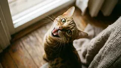 Why Your Cat Walks Around the House and Constantly Meows — What It’s Trying to Tell You