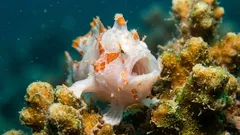 Fish Are Not Silent: Scientists Decode the Sounds of Eight Species