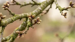 I switched to lighter spring pruning and my trees finally calmed down