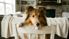 A study found that dogs can intentionally mislead — with important nuances